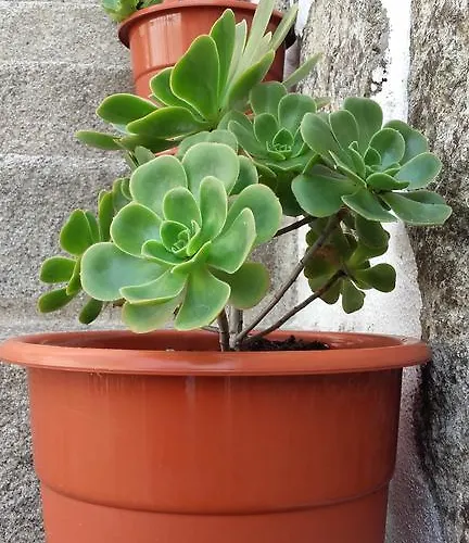 Metro Casa Musica And