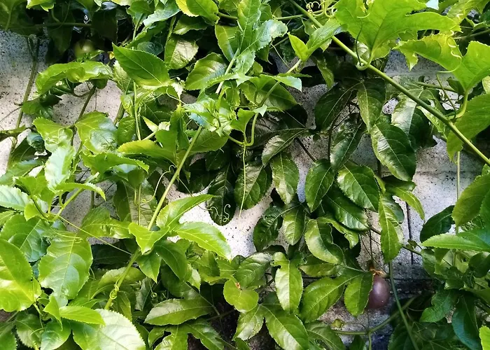 Metro Casa Musica And